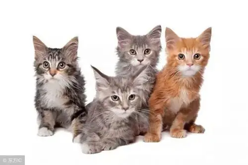 十二星座最怕什么动物?