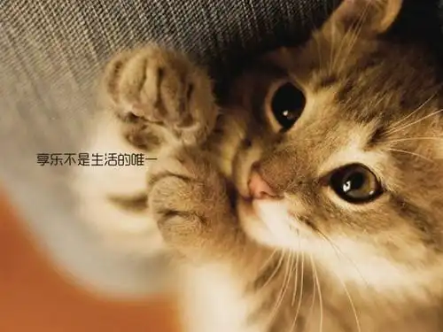 可爱猫咪带字图片猫咪的人生哲学