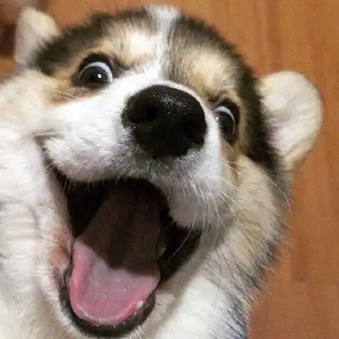 有趣动物头像第一弹腾讯新闻