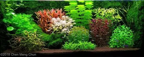 本色水景2018aga造景大赛荷兰造景篇水草缸造景培训学习水族鱼缸