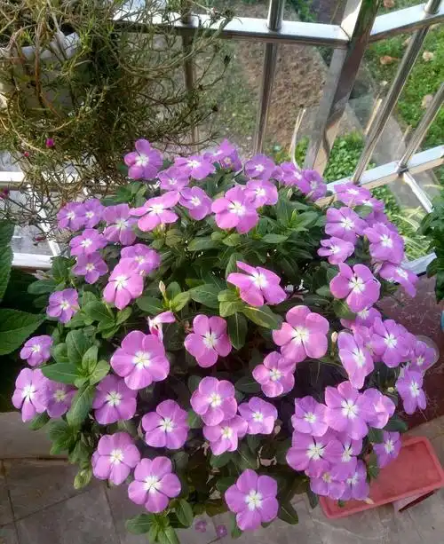 夏天有什么花(夏天有什么花香)