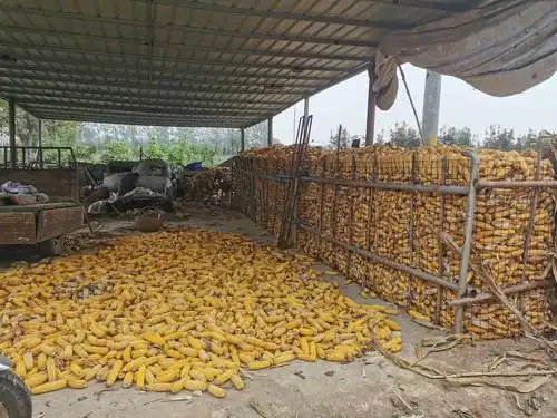 一到老家,映入眼帘的就是五叔的丰收粮仓.