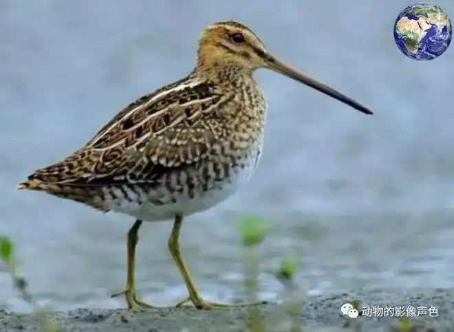 这种鸟的嘴巴又细又长看起来简直像是大号增肥版的蚊子