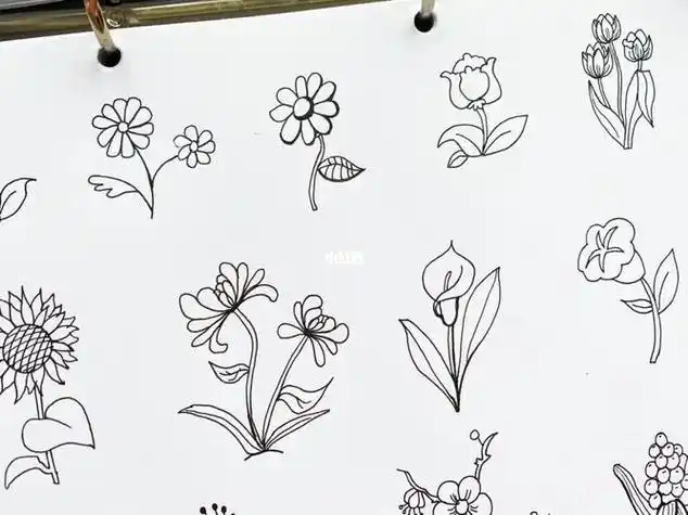 手抄报花朵简笔画插图手抄报花朵插图手绘