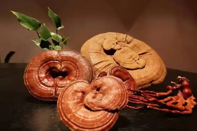 八大抗衰老的中药来了,让你越吃越年轻!_功效_枸杞_的作用