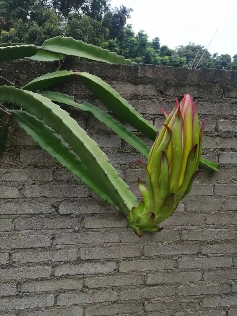 火龙果和霸王花傻傻分不清 火龙果和霸王花感觉没区别呀