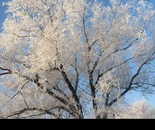 我的家乡,冬天的美景.沈抚新城拉古九年一贯治学校,五年一班,杜成旭