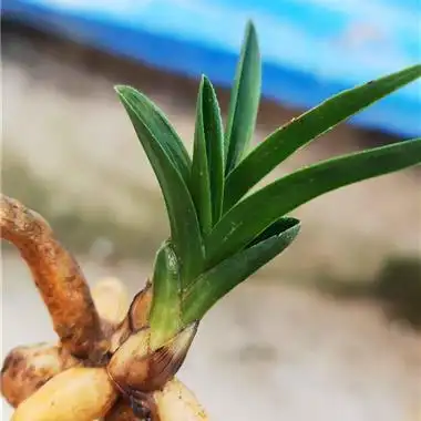 蕙兰笼蛋叶型矮种