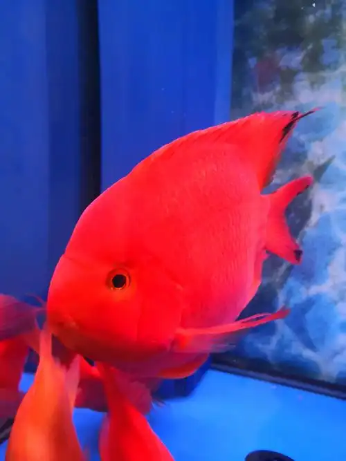 鹦鹉眼睛变红的几种原因 - 鹦鹉鱼玩家 - 龙巅鹦鹉鱼