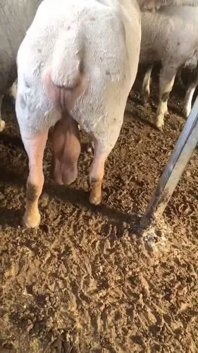 阴囊增大变形布病检测阴性睾丸上下偶尔正常