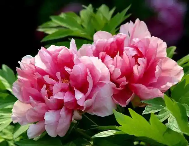 大年初六,送你66朵牡丹花,祝你花开富贵,如意吉祥!