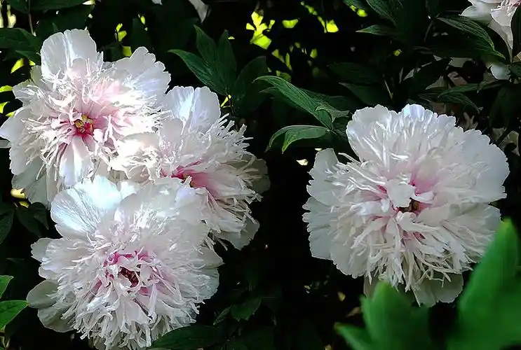 为看30秒排队1小时保安全天守护这株银丝贯顶牡丹有多珍贵