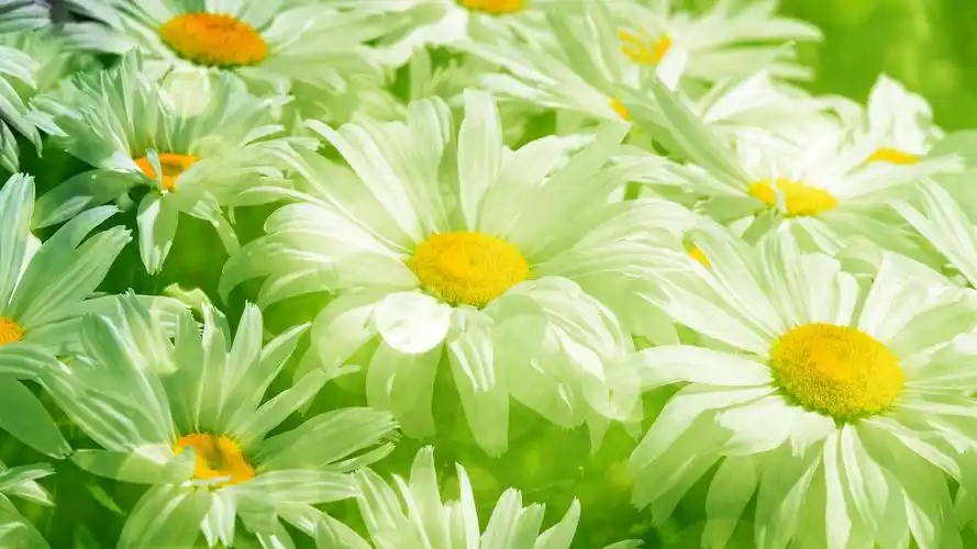 护眼壁纸【421】(小清新静态壁纸) - 静态壁纸下载 - 元气壁纸