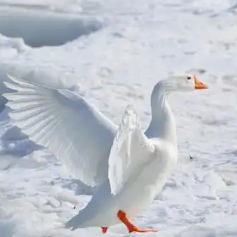 大白鹅头像水中洁白的鹅图片