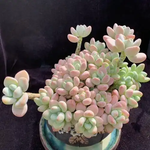 多肉洛神自然无砍精选一物一拍云南露养叶植庭多肉植物