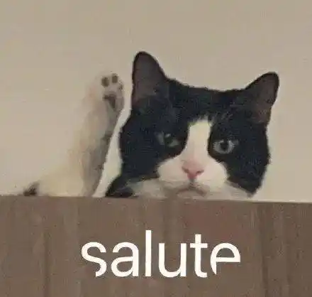 猫看电视模仿黄子韬salute学到精髓