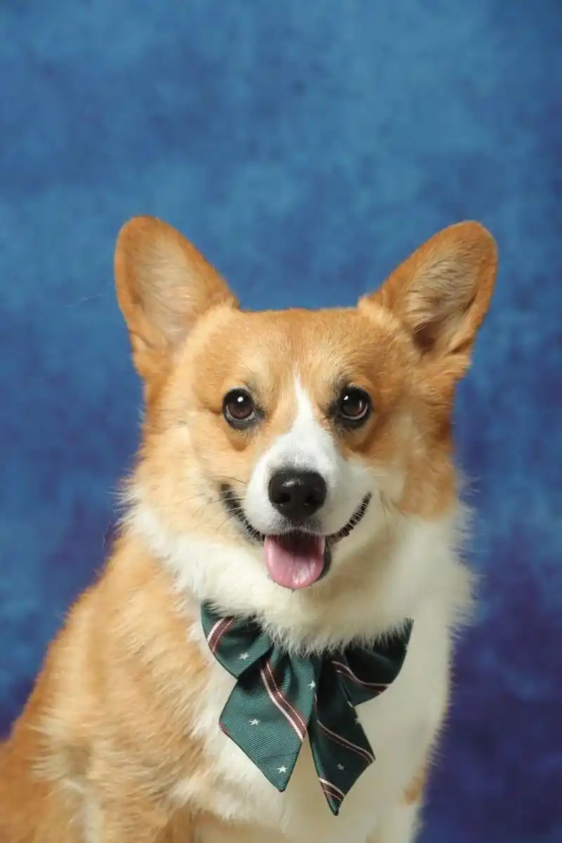 证件照  种草了好久的秋天家 刚好碰上在环宇城有活动就带小狗去拍啦