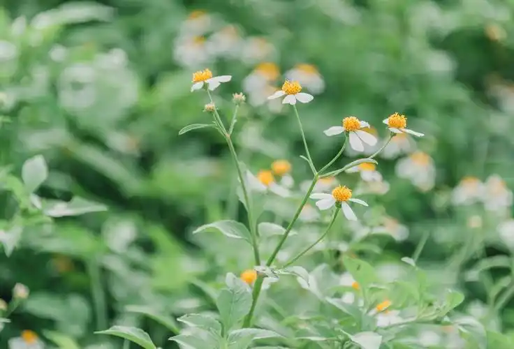 盛夏时光 | 清新文艺 | ins风 | 简约绿色夏季散文诗歌-样式模板素材