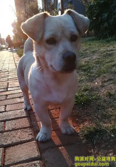 找狗,昆明呈贡雨花毓秀小区西门附近走失黄白色小土狗,它是一只非常