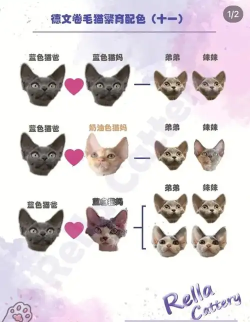 德文卷毛猫配色