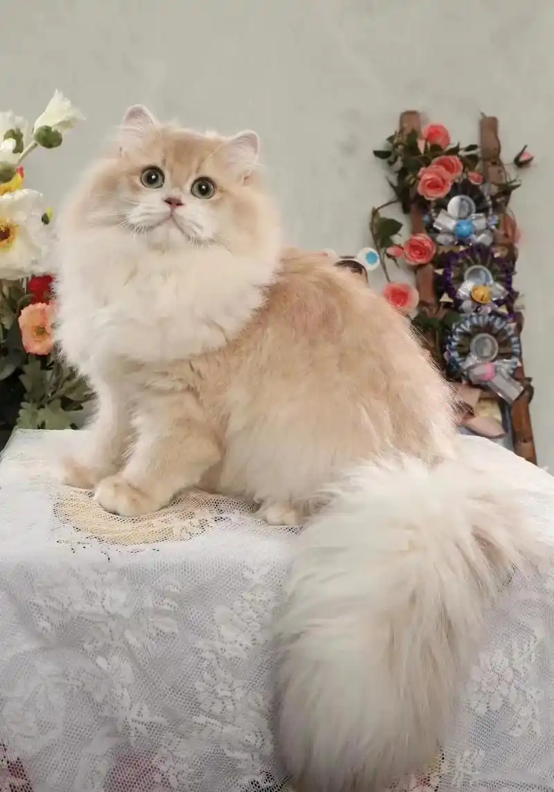 紫金渐层大哥哥.双麻纹cy12 长毛紫金 带检测报告 双血统 - 抖音