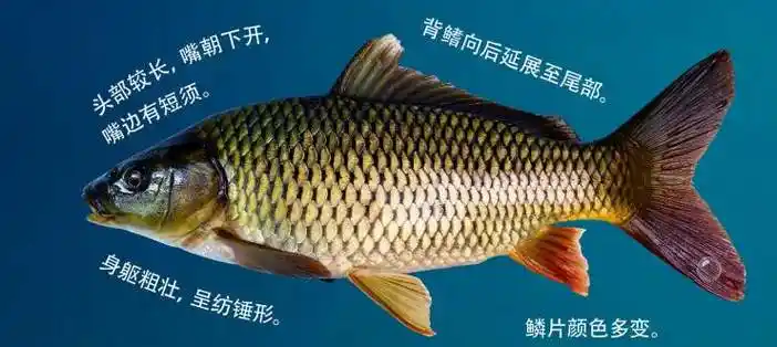 鲤科六大鱼类草鲢鳙青和鲤鱼鲫鱼的生物学特征和辨析