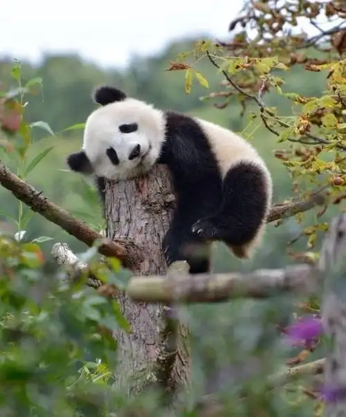 大熊猫挂树上熟睡#挂树上睡觉的熊猫宝宝好可爱啊95.
