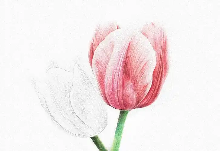 彩铅花卉步骤-郁金香彩铅画