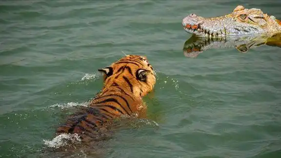 果然王者风范老虎大战鳄鱼