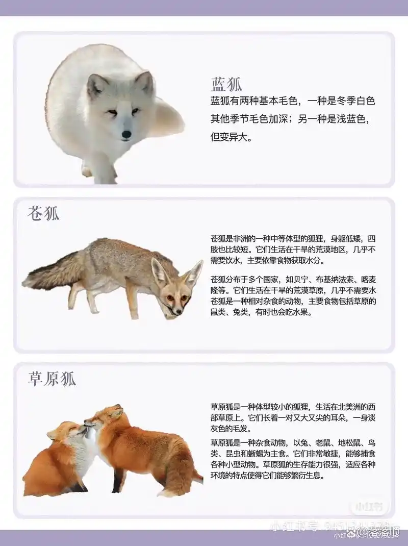 常见狐狸种类图鉴