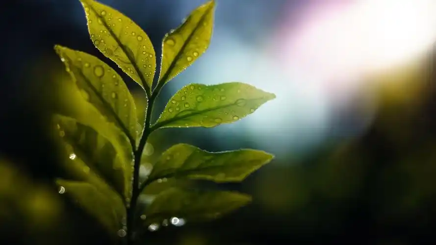 绿叶,背光,水滴,眩光 壁纸 绿叶,背光,水滴,眩光 桌布 - 2560x1440