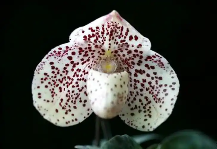 在云南省文山壮族苗族自治州兜兰品种的命名过程中,有几个品种的兜兰