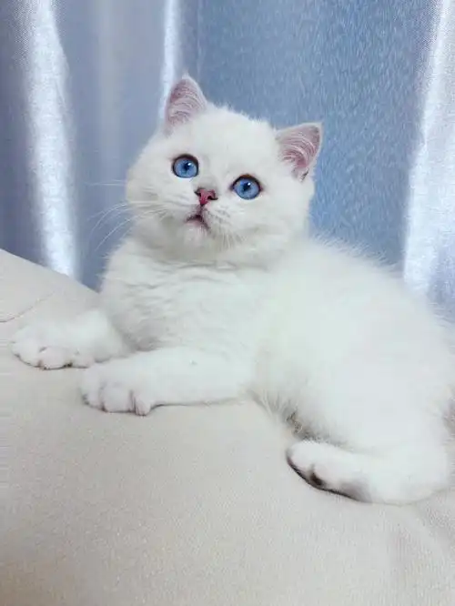 北美英短猫舍银点美喵每天爱你多一些06