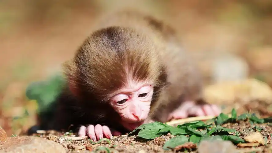 可爱小猴子高清摄影图片桌面壁纸(一)
