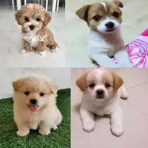 串串狗小狗长毛听话京巴混血不咬人泰迪活物宠物西施犬可爱母狗