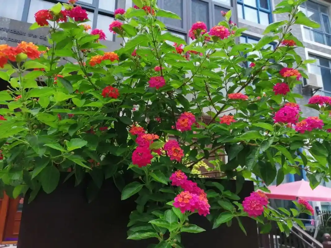 马缨丹 又名五色梅 开出了最美的花 又一味中草药 清热解毒  - 抖音