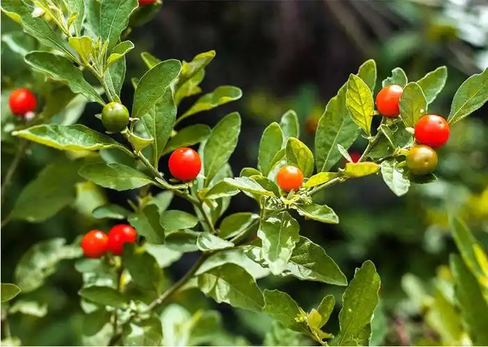 看豆盆栽观果植物冬珊瑚吉庆果看樱桃开心桃珊瑚豆花卉绿植果子成熟后