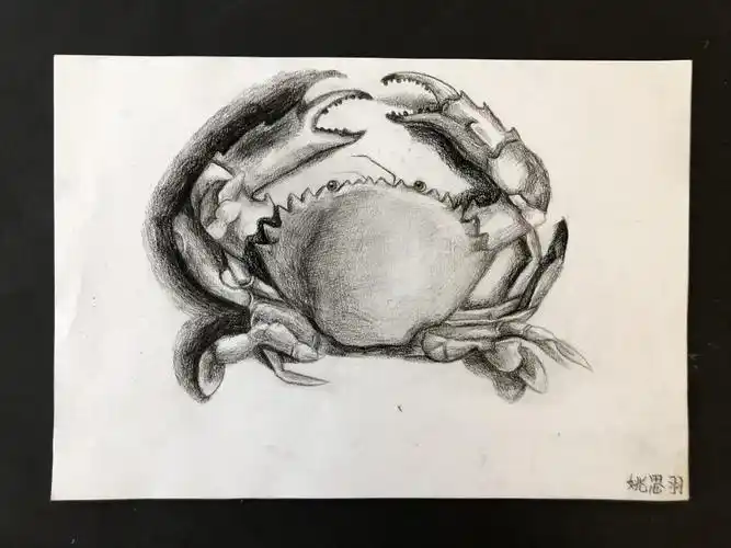 2019暑期素描班第七课(螃蟹写生)