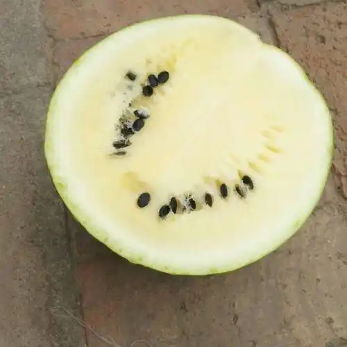 甘肃籽瓜有要的没,电话18793758732欢迎来-万农网