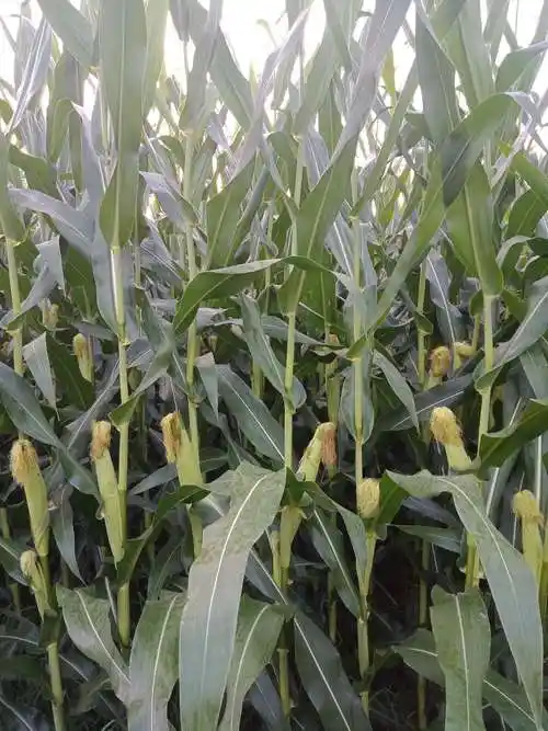 立秋后的玉米田