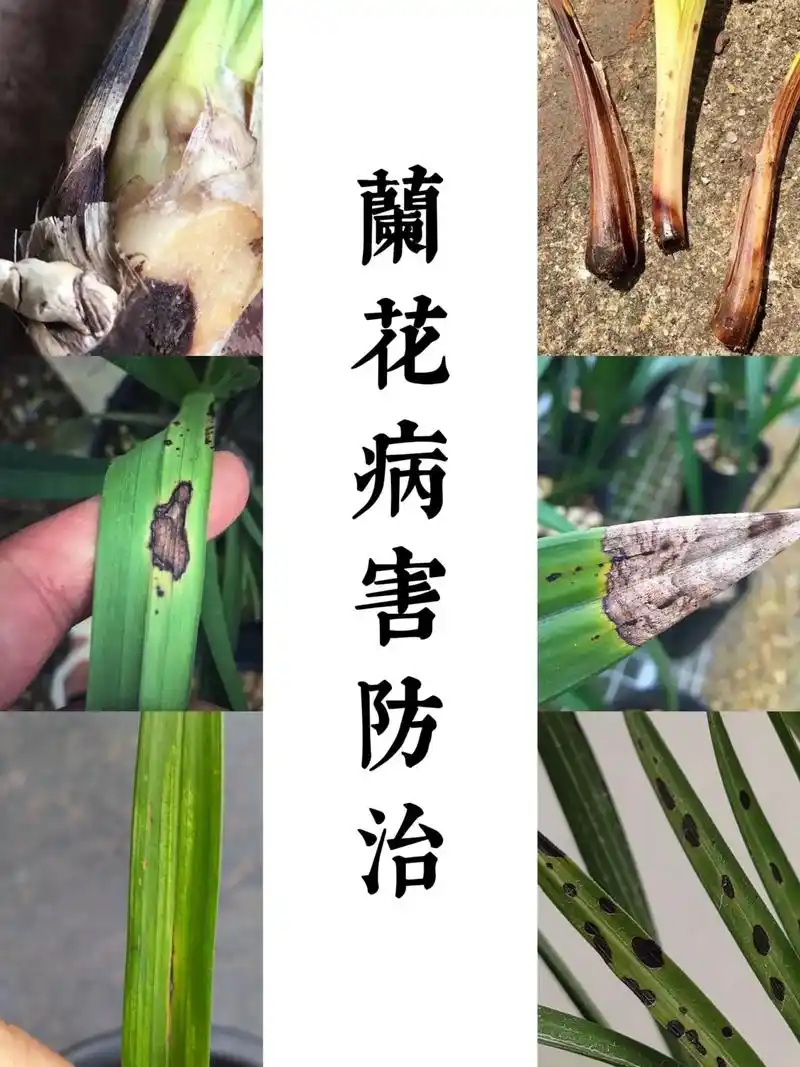 兰花病虫害防治3—病理病害.