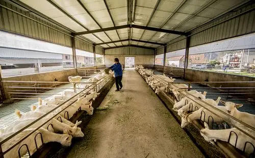 高泌乳力奶山羊优良品种的选育和鲜羊奶,羊奶酪,羊奶皂等衍生产品的