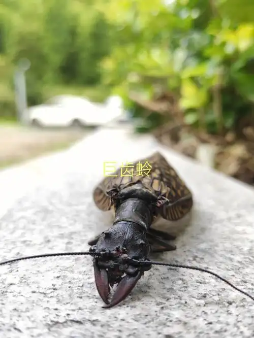 因为它的幼虫是生活在流速较急的河里,且喜欢躲在石头底下,主要捕捉