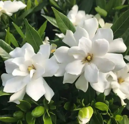 栀子花的大师级领军人物_吕文_产业_故事