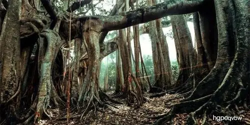 世界最大的榕树,曾有6000多人一起乘凉,一棵树霸占了整个山头