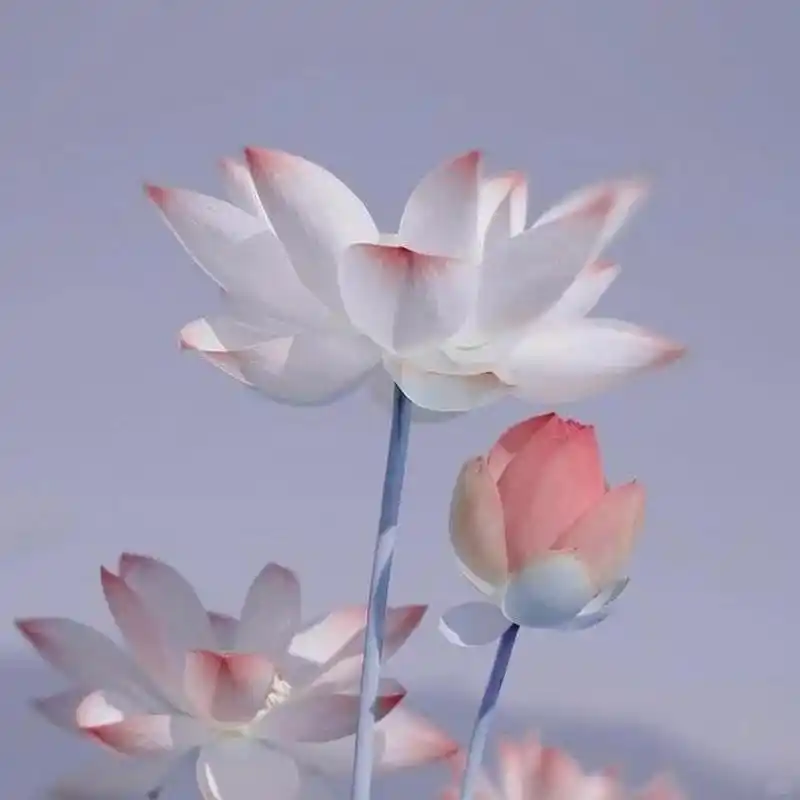 头像·心静如水