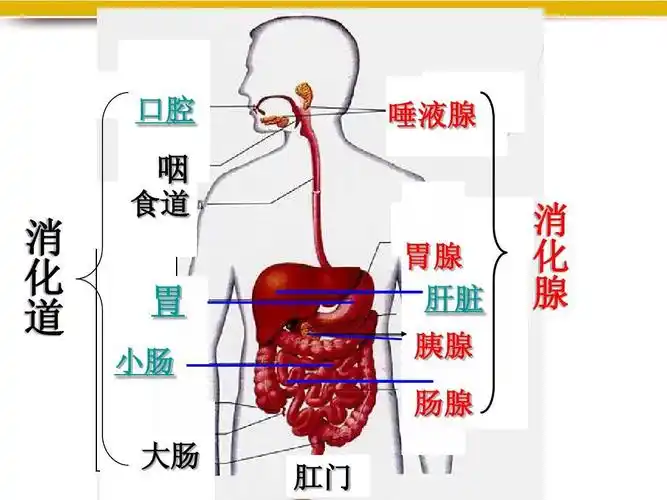 胰腺移植的供体 胰腺移植保险