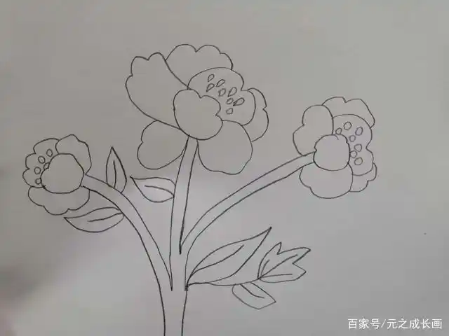 漂亮的牡丹花儿童彩铅简笔画