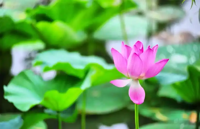 夏天有什么植物(夏天有什么水果)