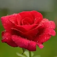 一支玫瑰头像 一枝玫瑰花唯美头像